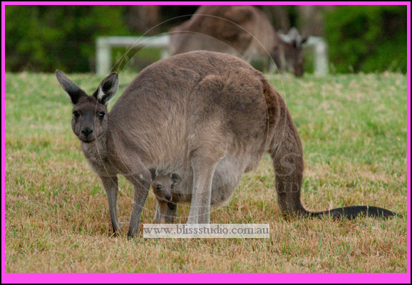 family portraits perth bliss studio - kangaroos